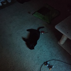Stormy the Cat